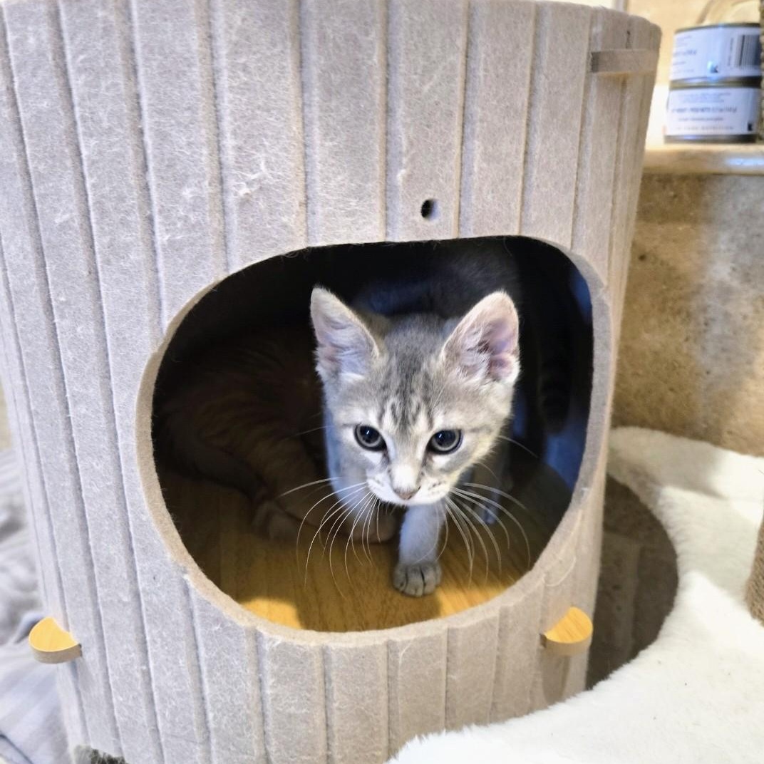 Enlarge Pippa, an adopted American Shorthair in Staten Island, NY image 5/5
