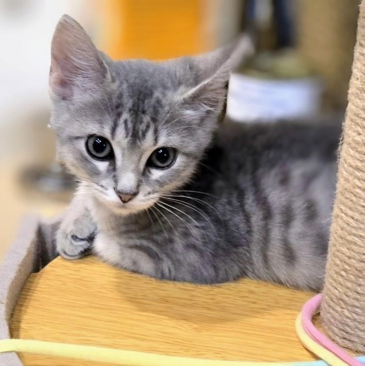 Enlarge Pippa, an adopted American Shorthair in Staten Island, NY image 1/5
