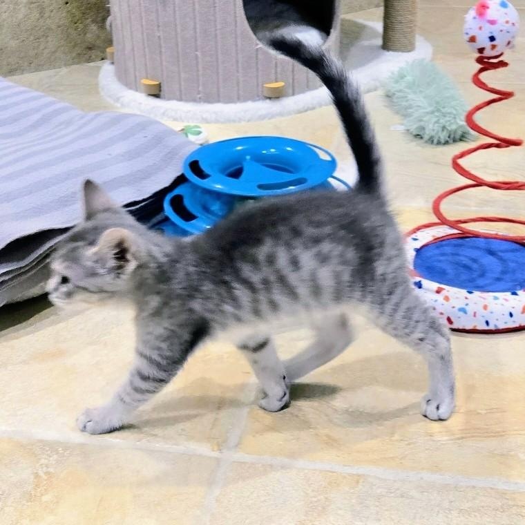 Enlarge Pippa, an adopted American Shorthair in Staten Island, NY image 4/5