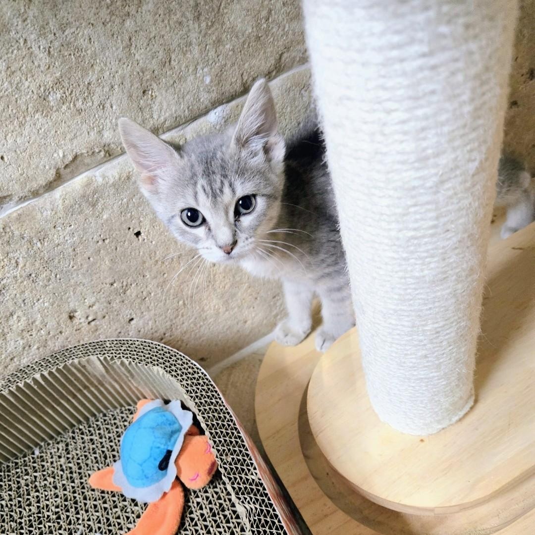 Enlarge Pippa, an adopted American Shorthair in Staten Island, NY image 2/5