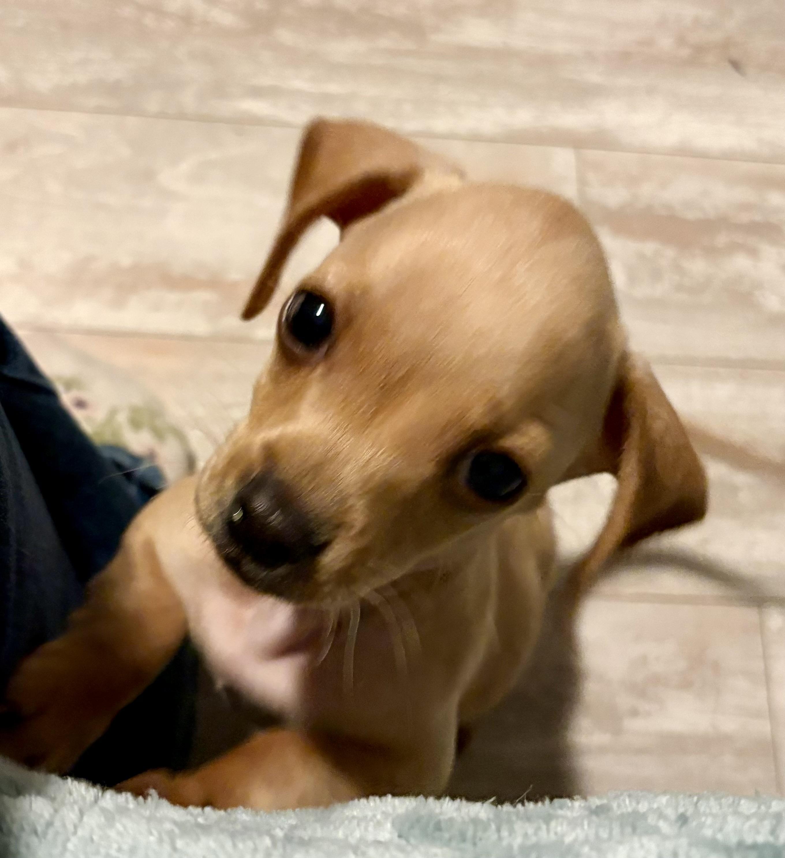 Basil , Adoptable, Puppy Female Dachshund.