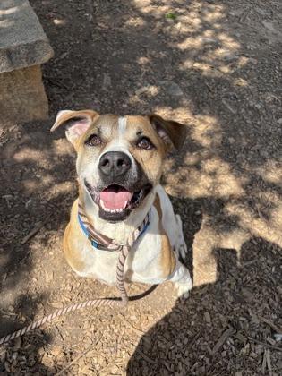 Troy (Foster) — thumbnail 2