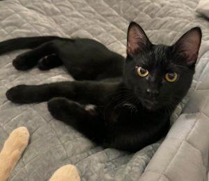 Tape, ADOPTABLE, Kitten Female Domestic Short Hair.