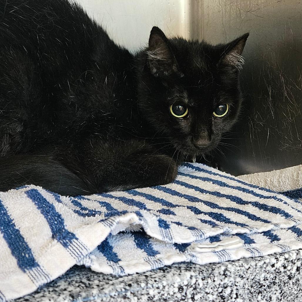 Enlarge Fender, a Adoptable Domestic Short Hair in Birdsboro, PA image 1/1
