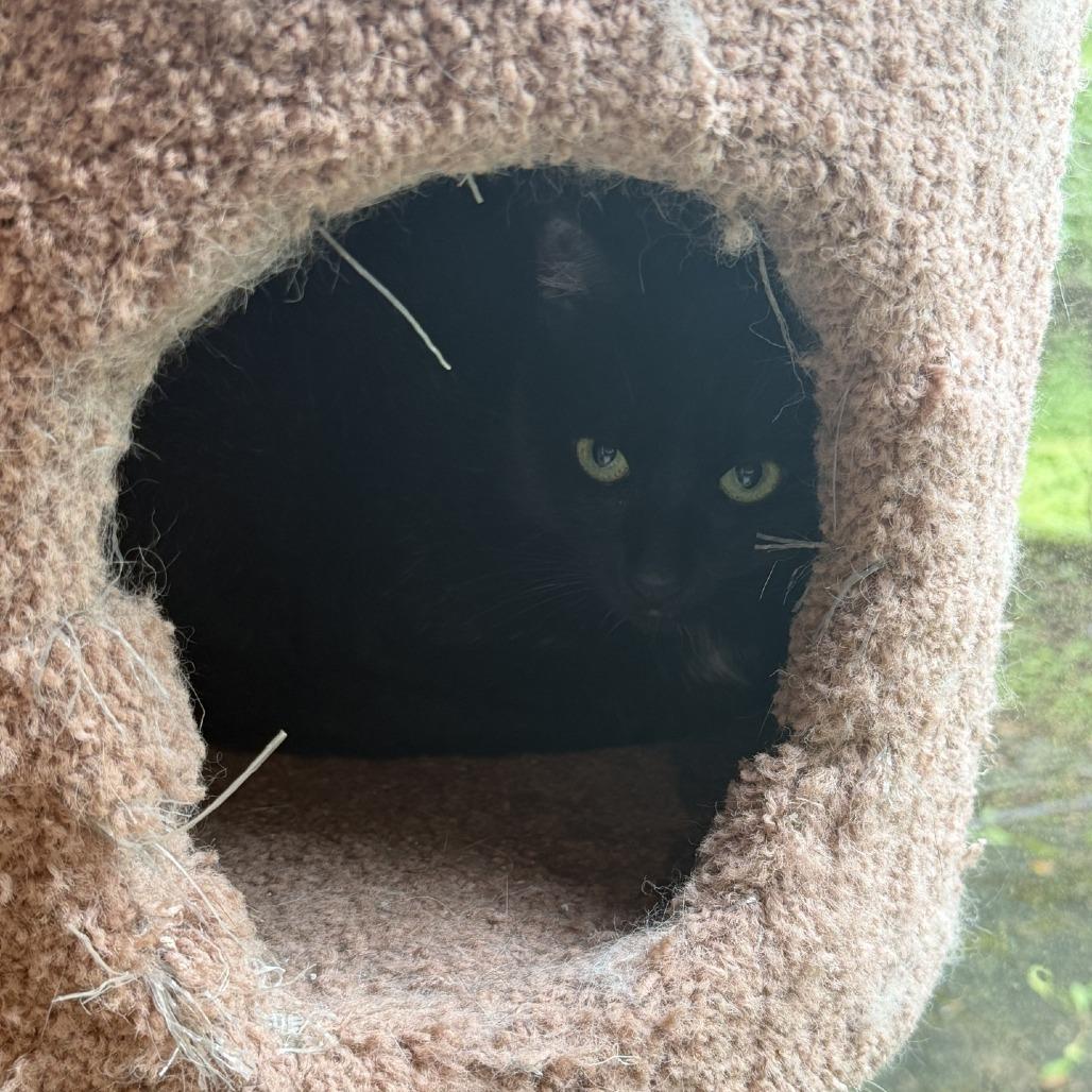 Butterfly - IN FOSTER, Adoptable, Adult Female Domestic Short Hair.