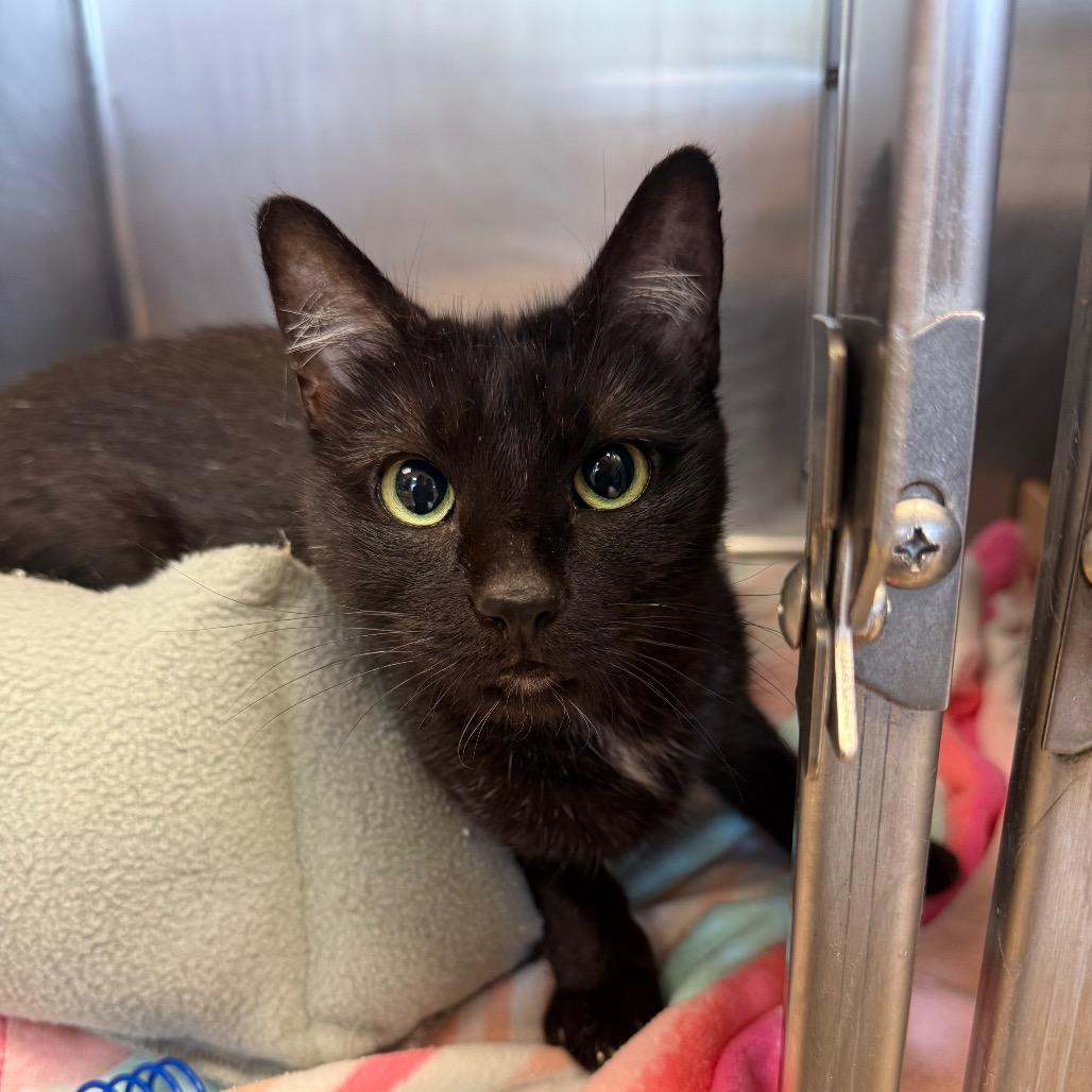 Butterfly-IN FOSTER, Adoptable, Adult Female Domestic Short Hair.