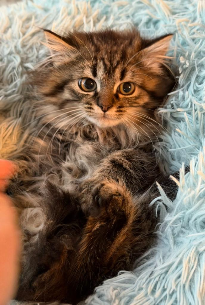 Enlarge Buttercup, a Adopted mixed breed in Hoover , AL image 2/4