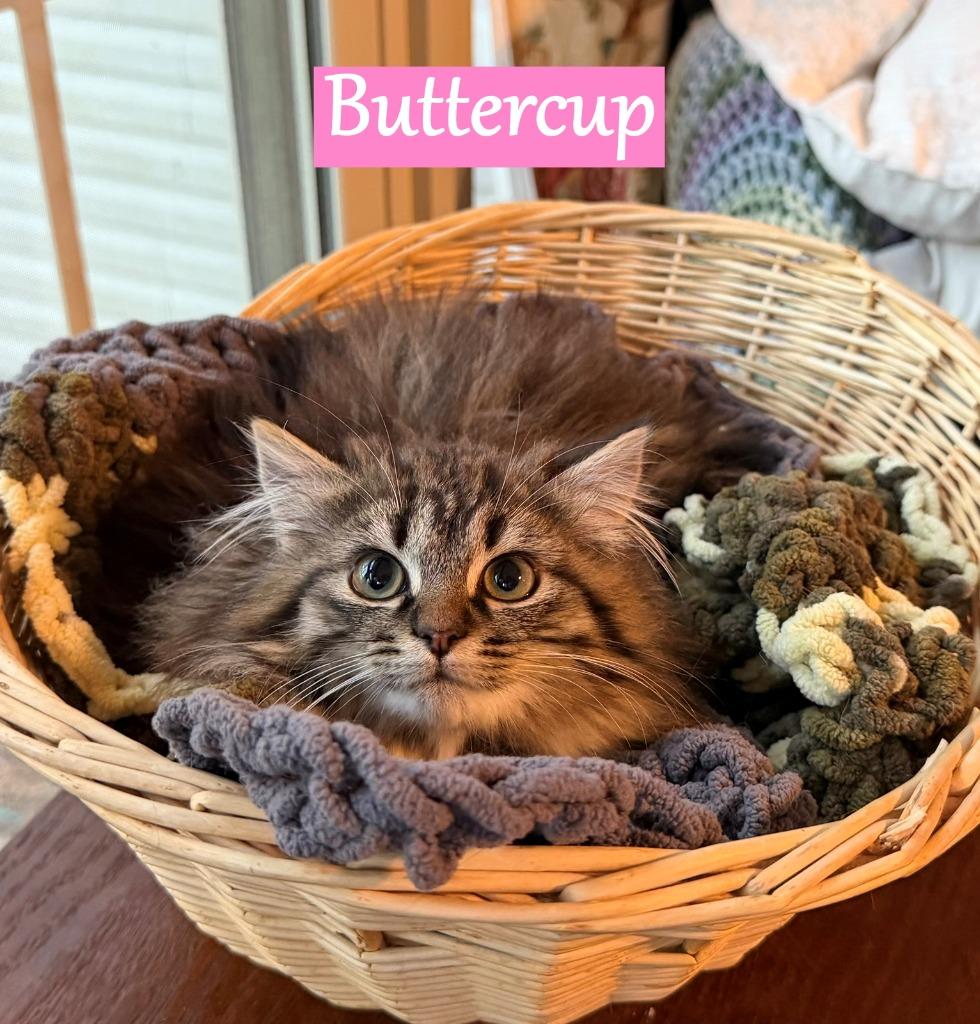 Enlarge Buttercup, a Adopted mixed breed in Hoover , AL image 4/4