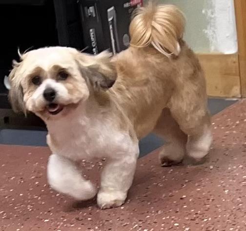 Enlarge Gracie, an adopted mixed breed in Salt Lake City, UT image 2/6