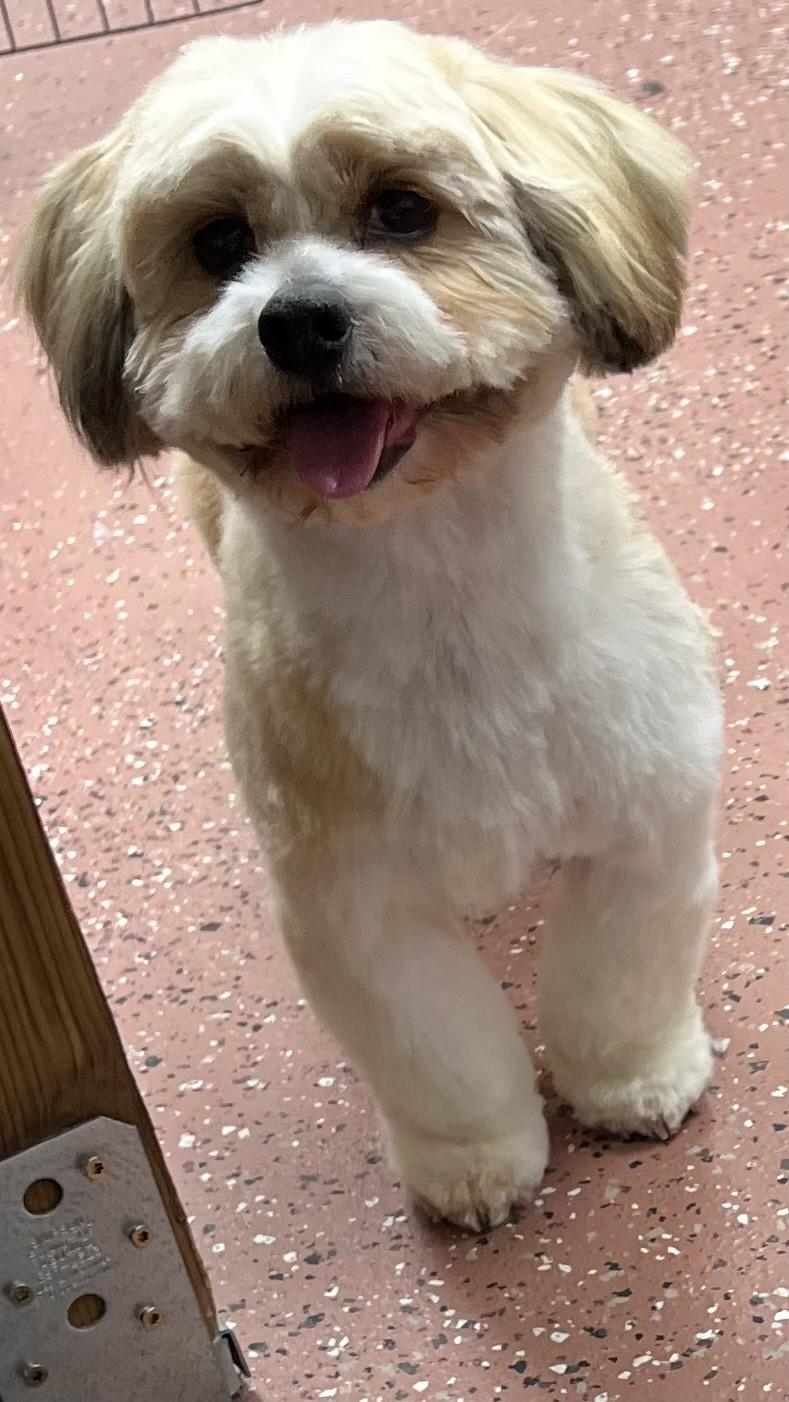 Enlarge Gracie, an adopted mixed breed in Salt Lake City, UT image 5/6