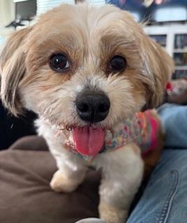 Enlarge Gracie, an adopted mixed breed in Salt Lake City, UT image 4/6