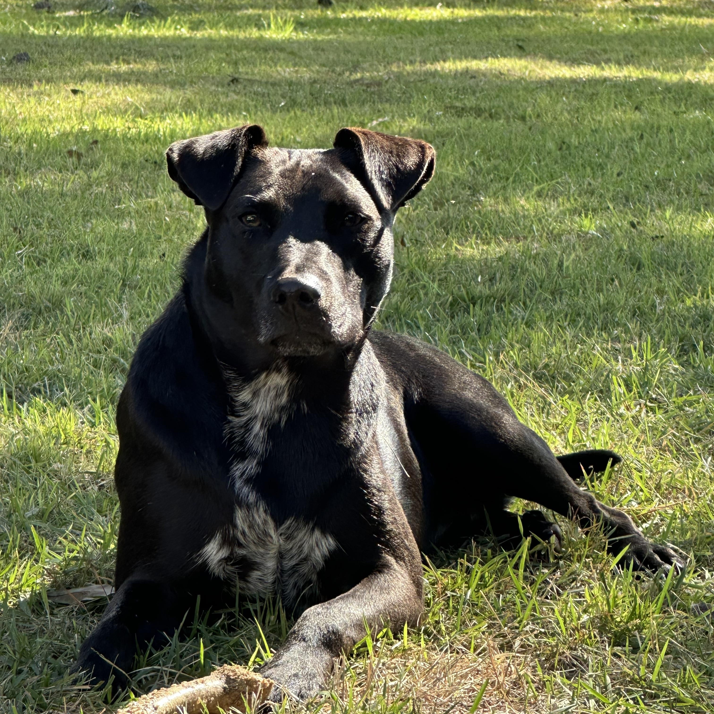 Enlarge VIOLET THE LOVERGIRL!!!!, a Adoptable mixed breed in Cantonment, FL image 3/4