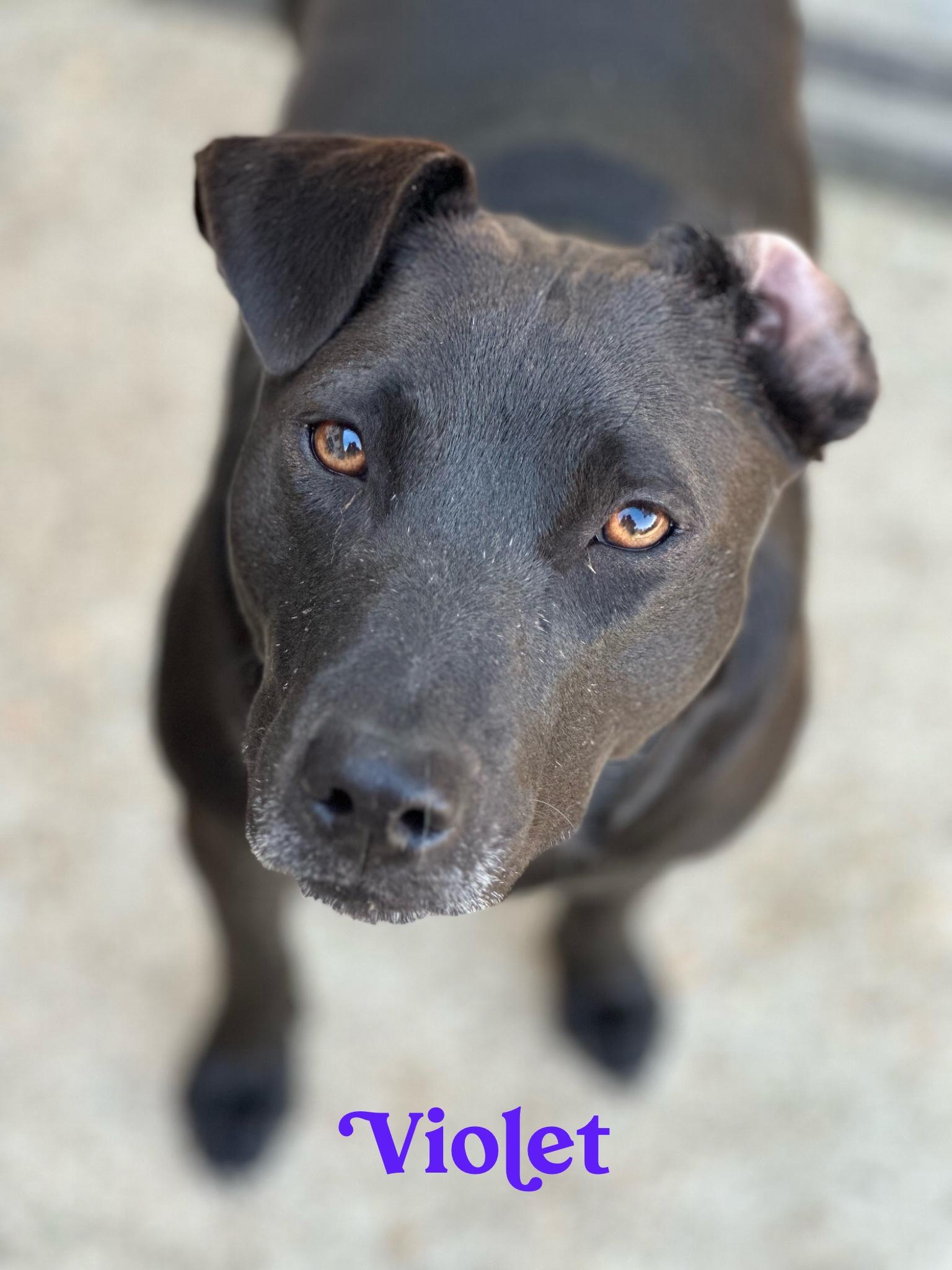 Enlarge VIOLET THE LOVERGIRL!!!!, a Adoptable mixed breed in Cantonment, FL image 5/5