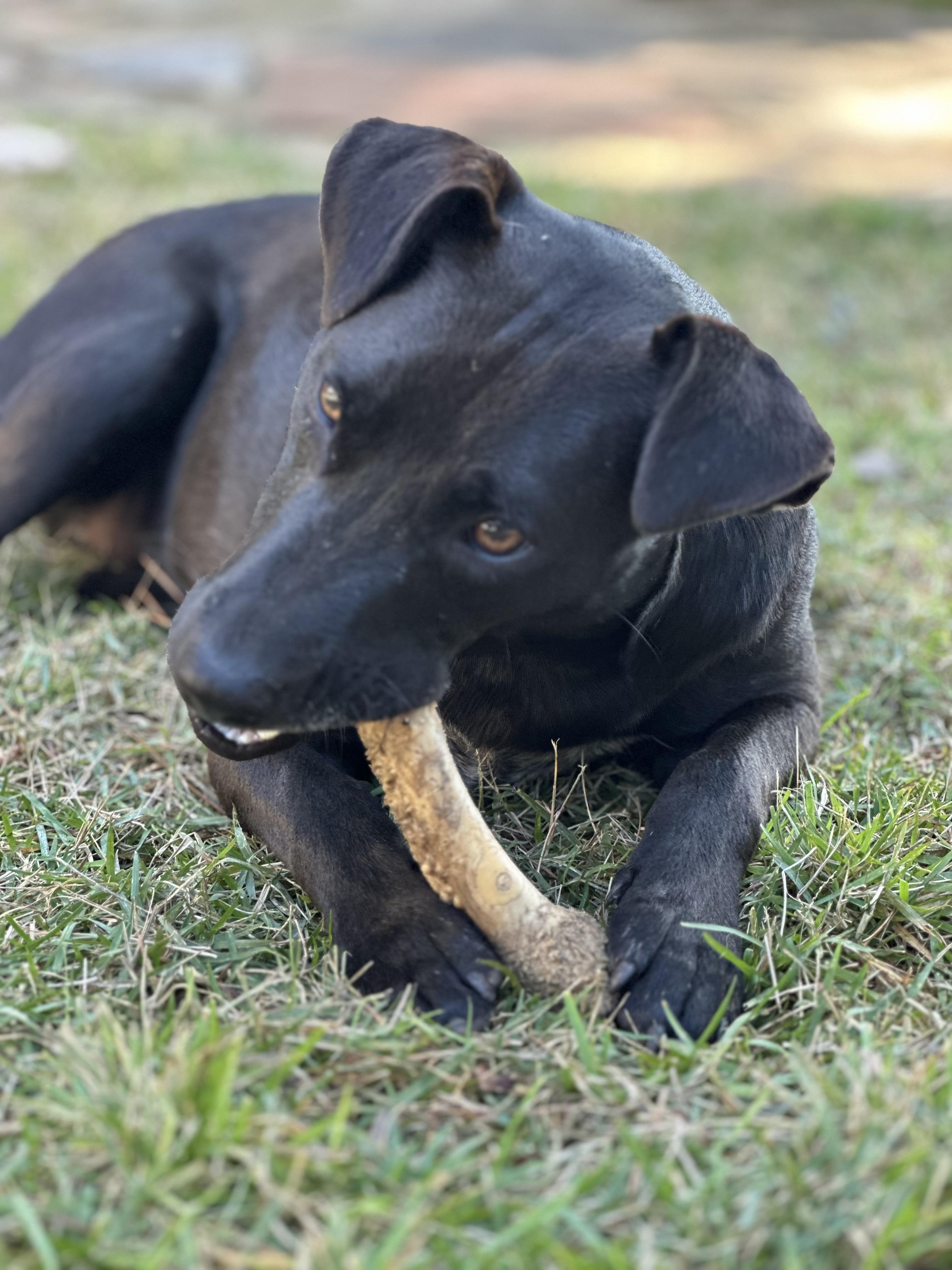 Enlarge VIOLET THE LOVERGIRL!!!!, a Adoptable mixed breed in Cantonment, FL image 1/4