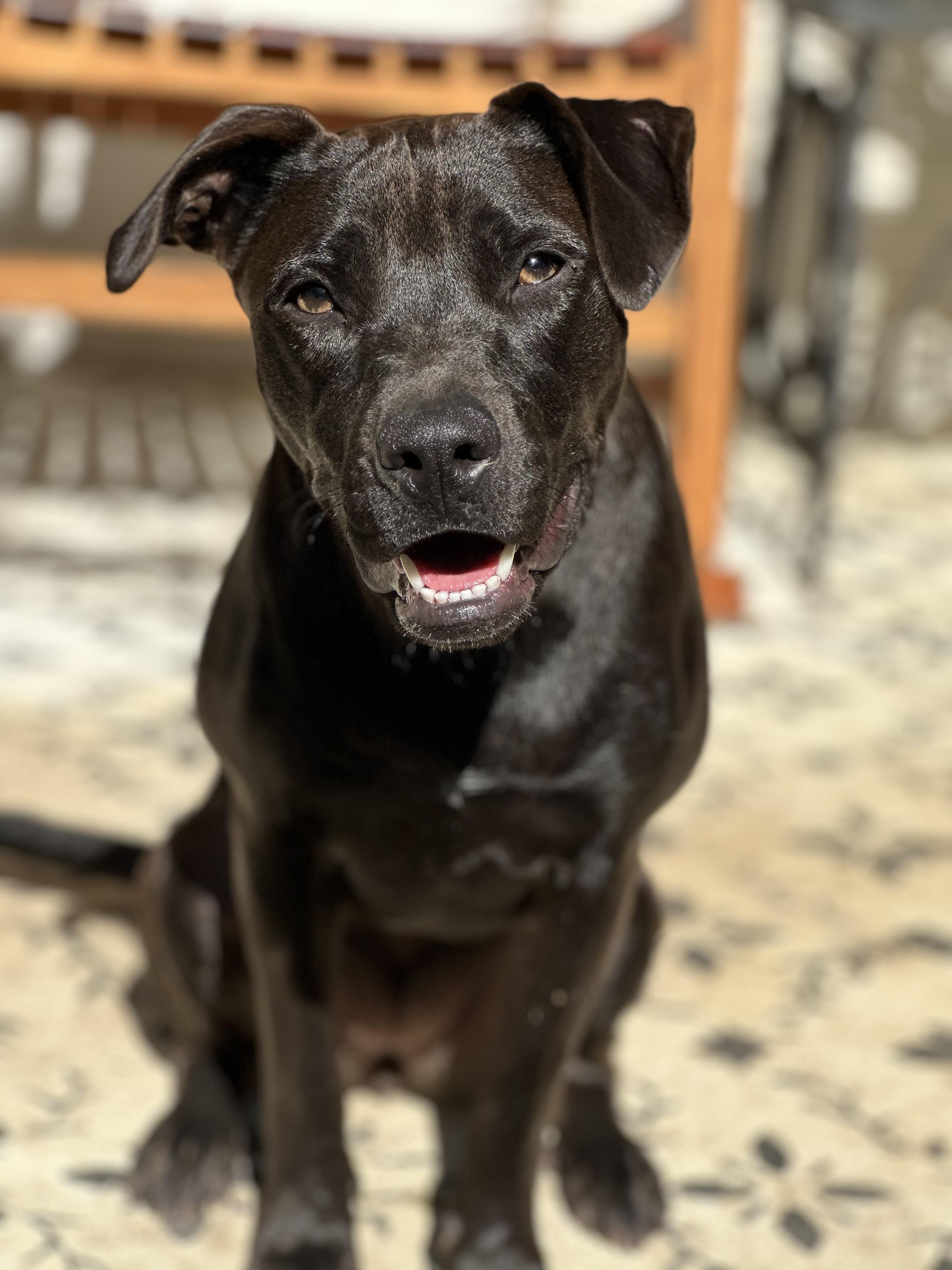 Enlarge VIOLET THE LOVERGIRL!!!!, a Adoptable mixed breed in Cantonment, FL image 2/4