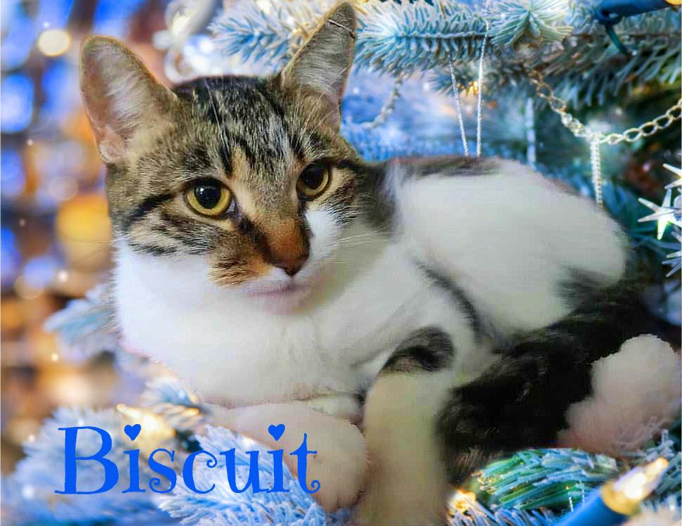 Enlarge Biscuit, a Adoptable Tabby in Culpeper, VA image 2/4