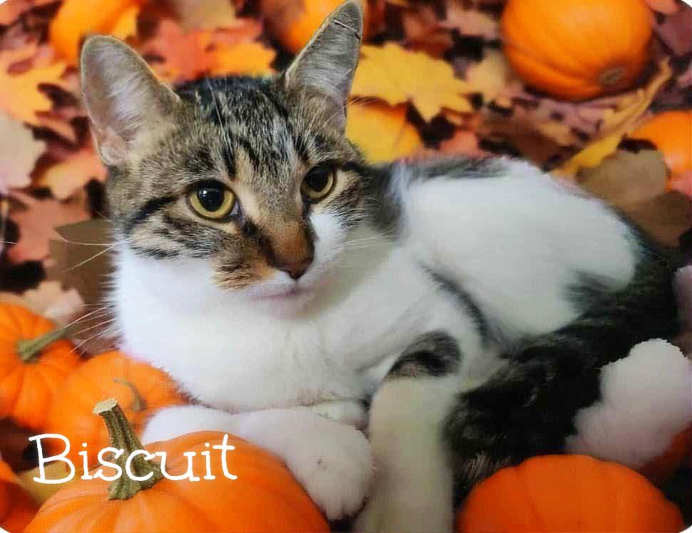 Enlarge Biscuit, a Adoptable Tabby in Culpeper, VA image 3/4
