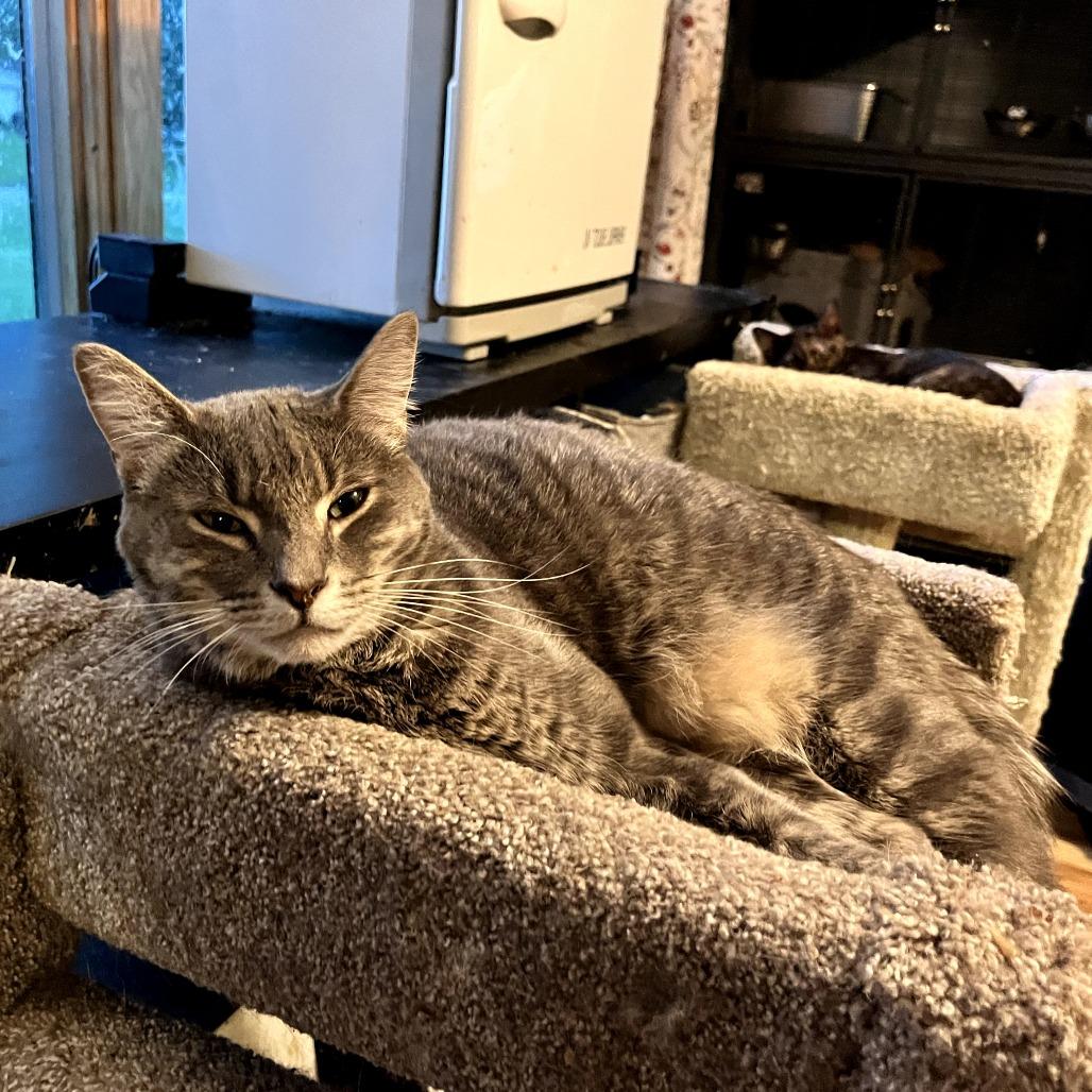 Lars, a Adoptable Domestic Short Hair in Greenfield, IN image 1/4