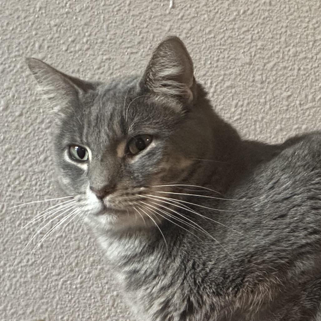 Lars, a Adoptable Domestic Short Hair in Greenfield, IN image 2/4