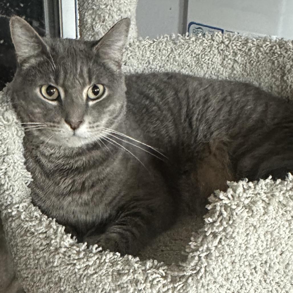 Lars, a Adoptable Domestic Short Hair in Greenfield, IN image 3/4