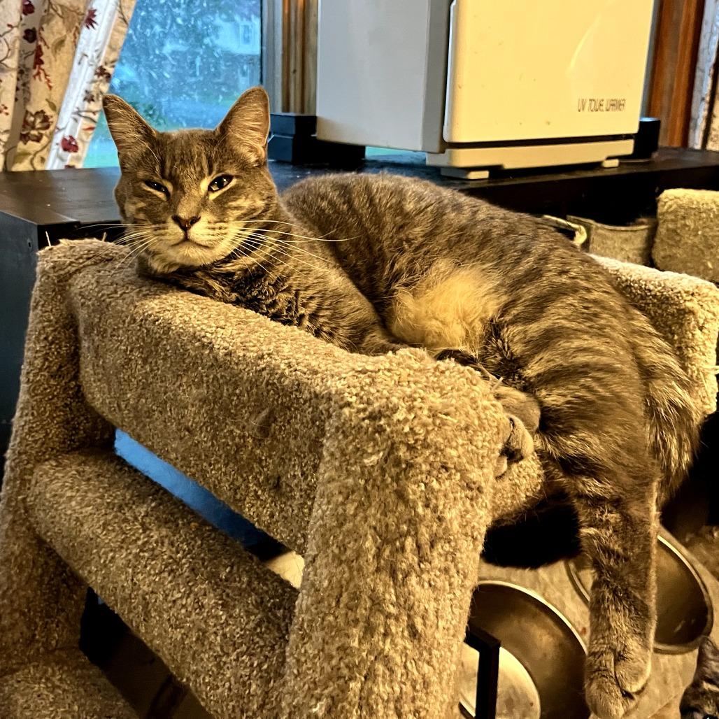 Lars, a Adoptable Domestic Short Hair in Greenfield, IN image 4/4