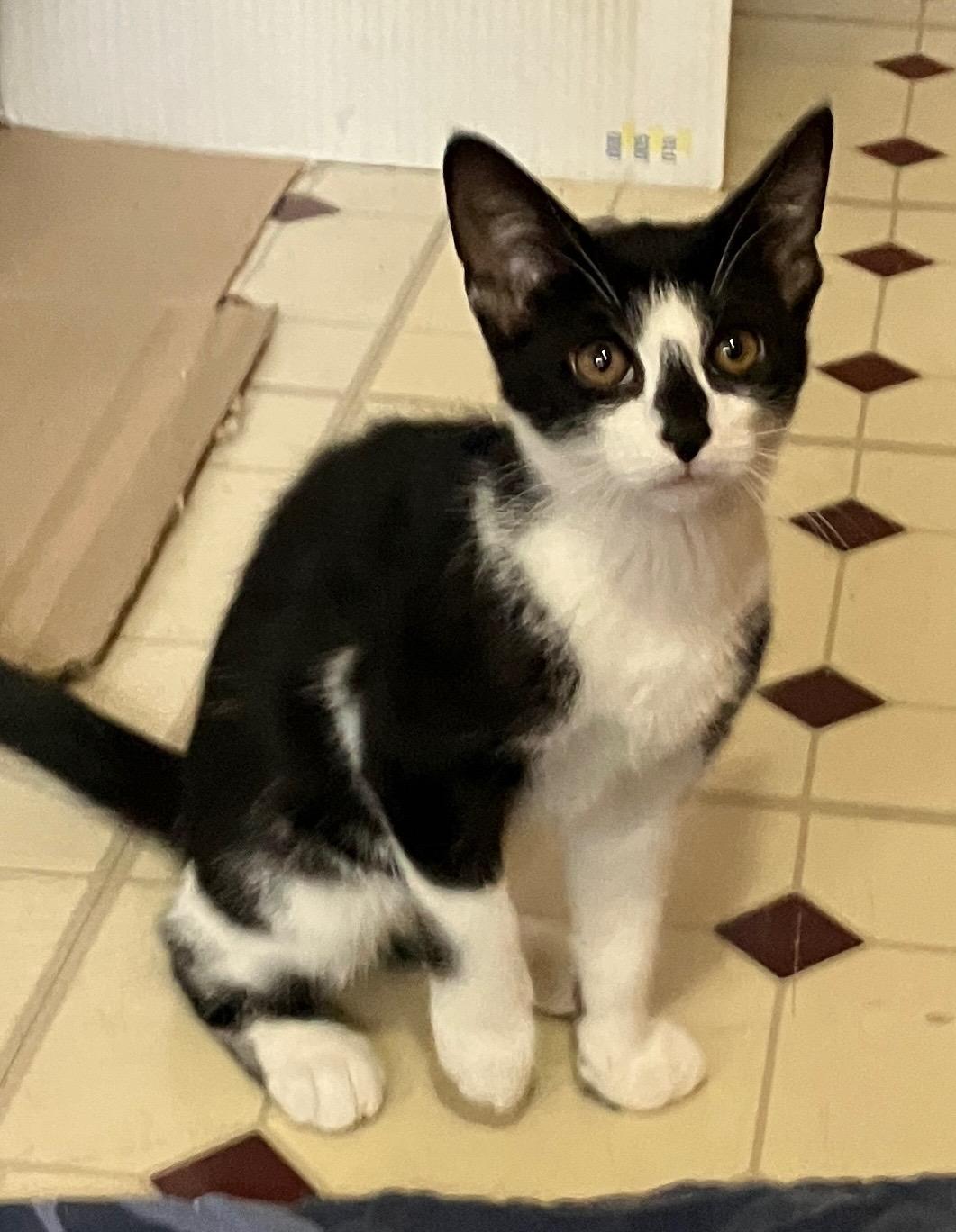 Raphaela, Adoptable, Kitten Female Domestic Short Hair.