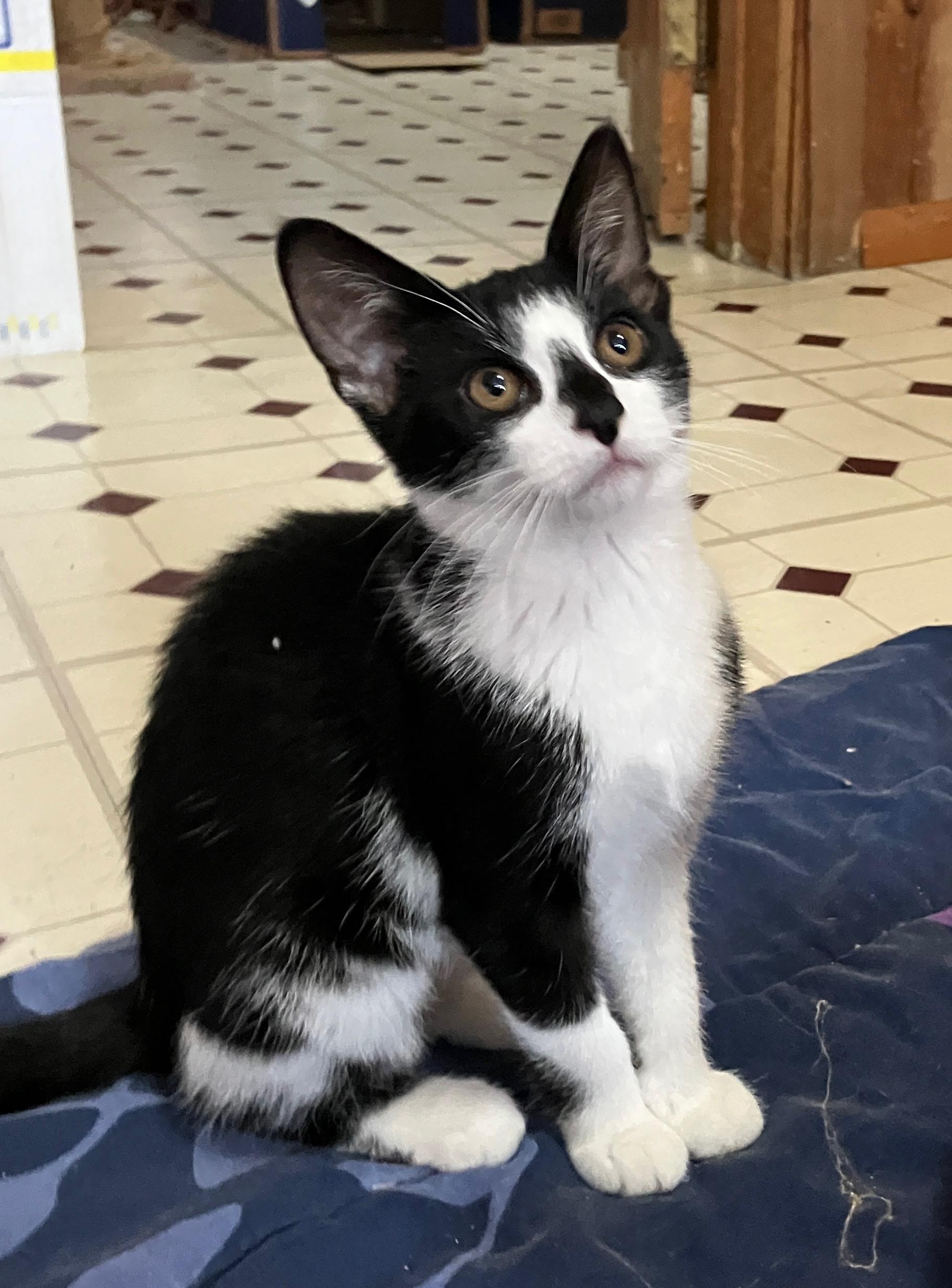 Enlarge Raphaela, a Adoptable Domestic Short Hair in Highland, IN image 2/3