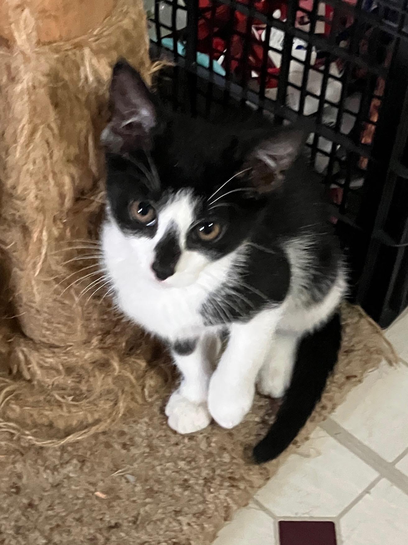 Enlarge Raphaela, a Adoptable Domestic Short Hair in Highland, IN image 3/3