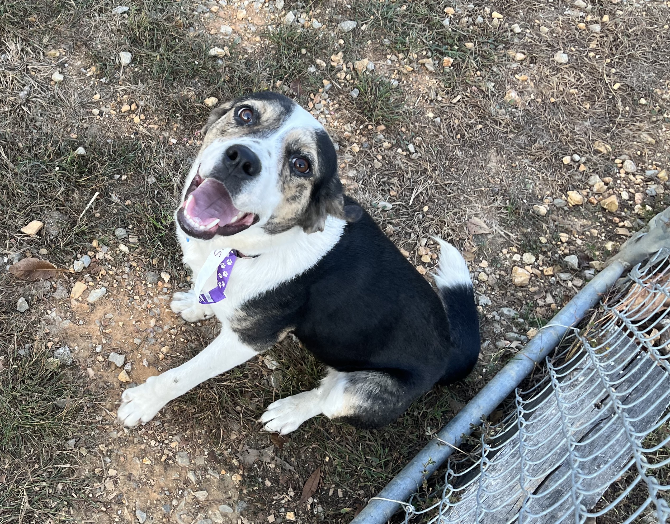 Precious, Adoptable, Young Female Parson Russell Terrier.