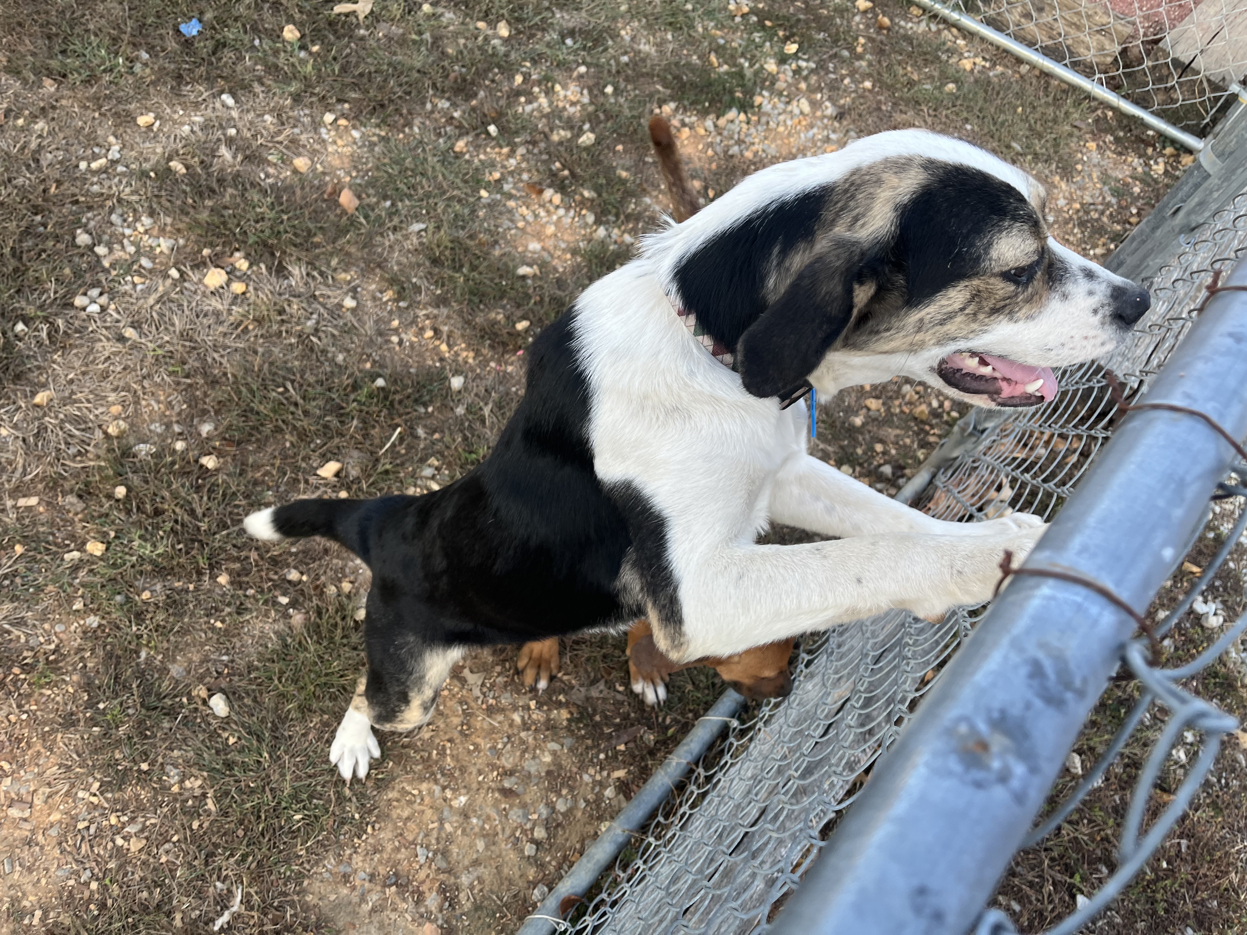 Precious, a Adoptable mixed breed in Melbourne, AR image 4/6