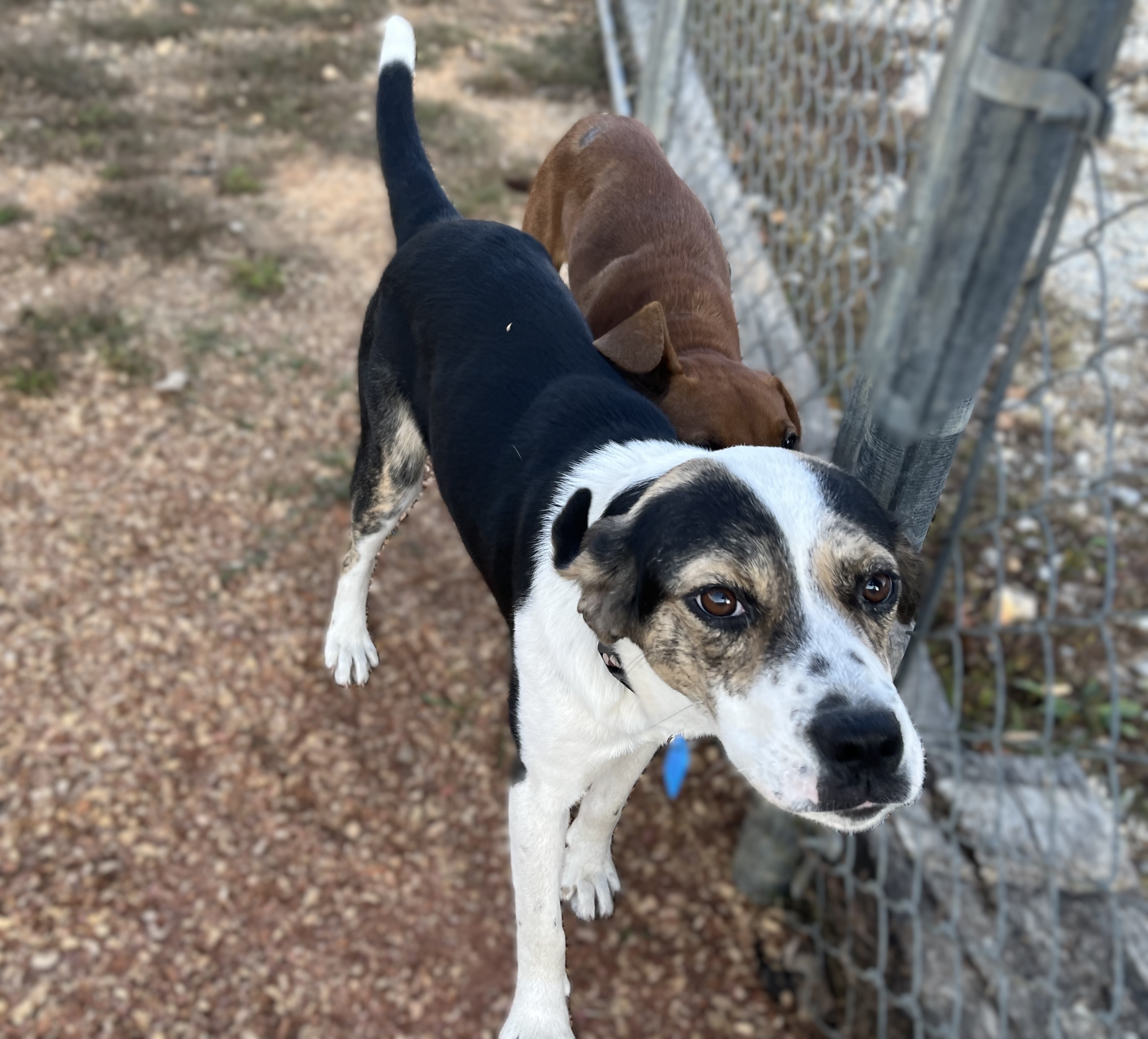Precious, a Adoptable mixed breed in Melbourne, AR image 5/6