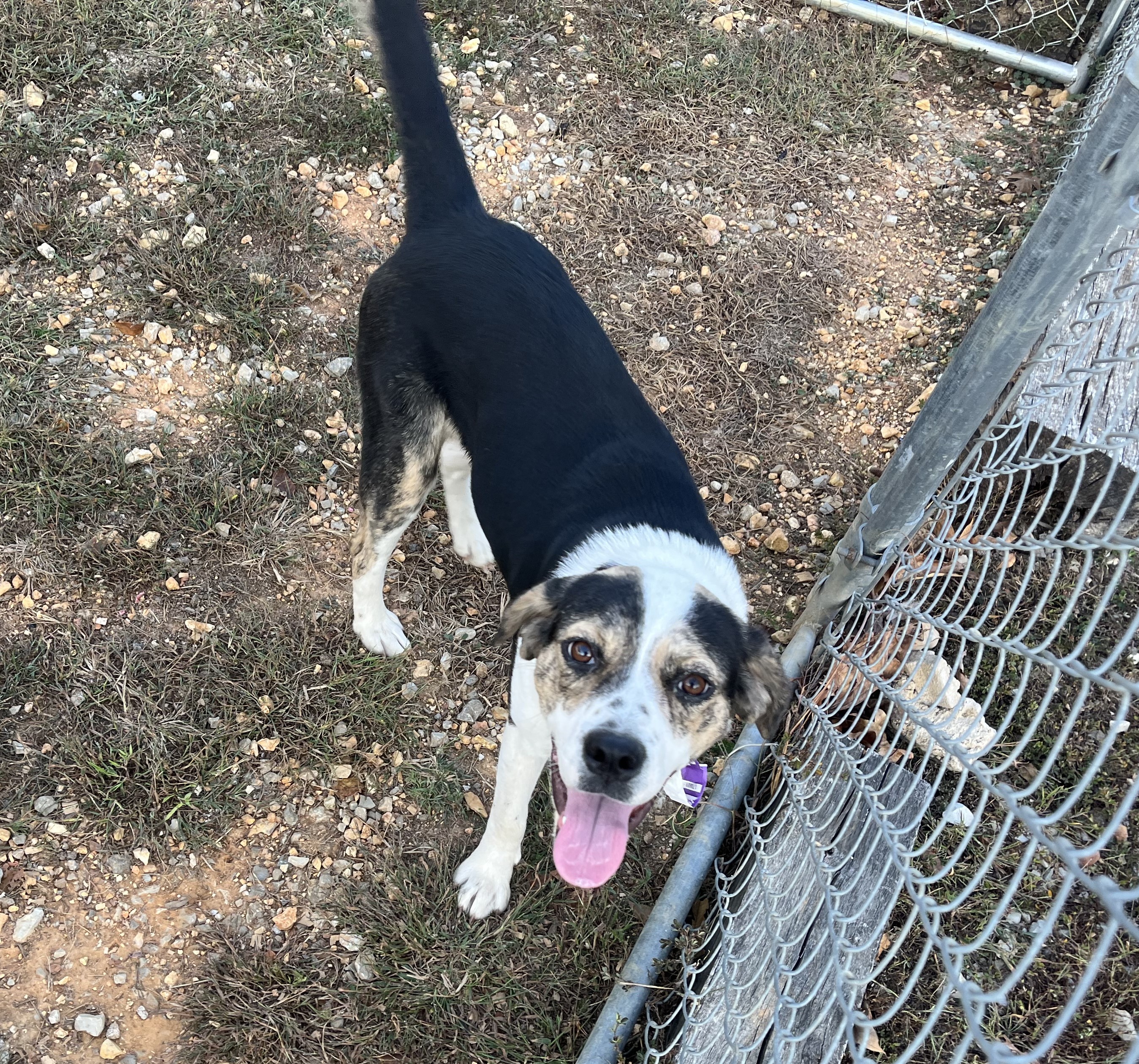 Precious, a Adoptable mixed breed in Melbourne, AR image 6/6