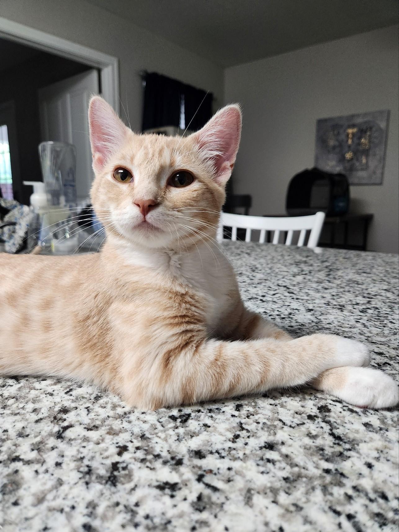 Maple, Adoptable, Young Female Domestic Short Hair.