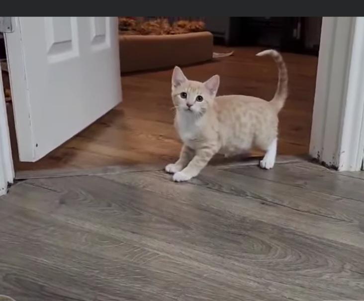 Maple, a Adoptable Domestic Short Hair in Mount Pleasant, TX image 3/3