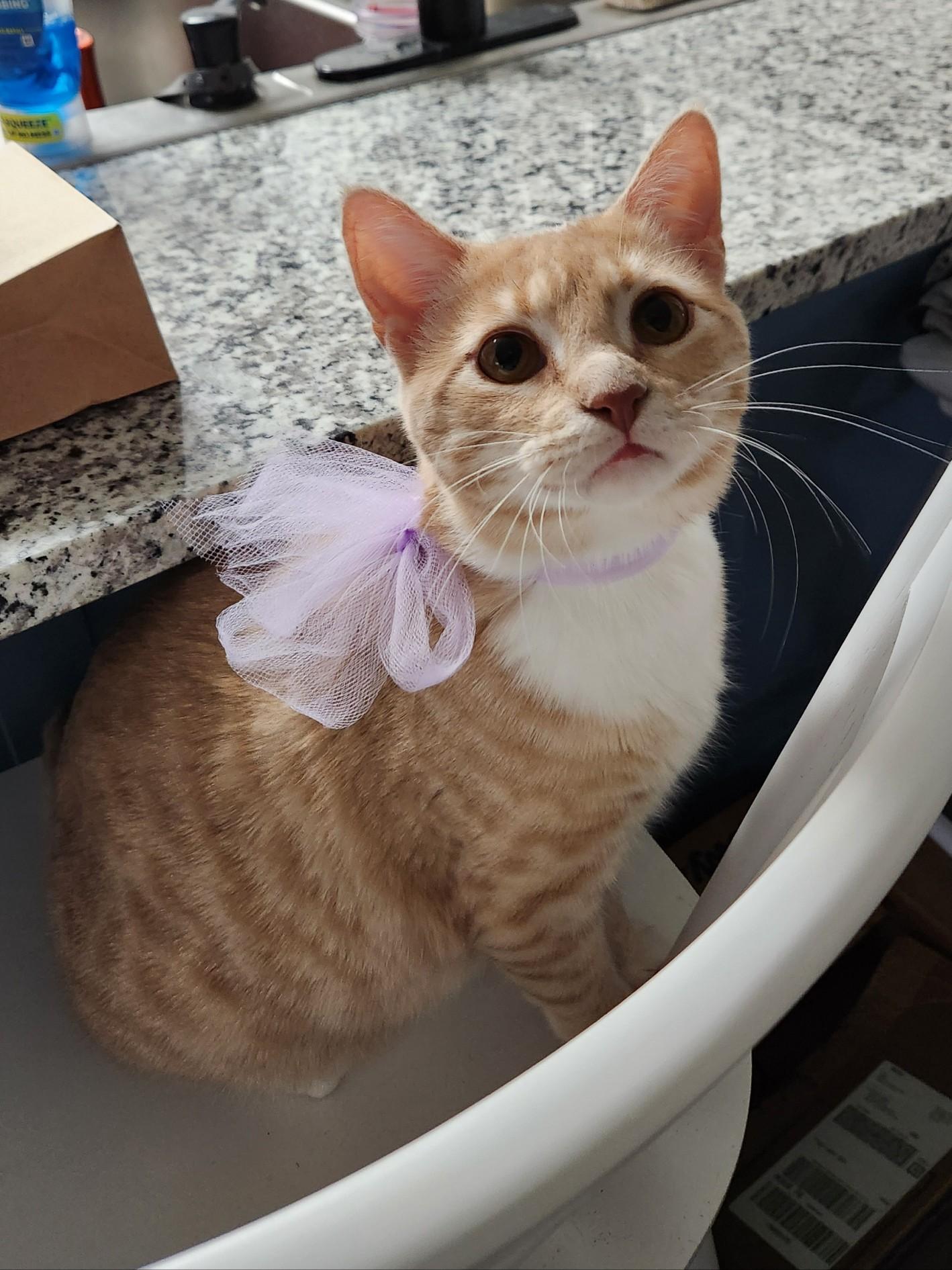 Enlarge Maple, a Adoptable Domestic Short Hair in Mount Pleasant, TX image 1/4