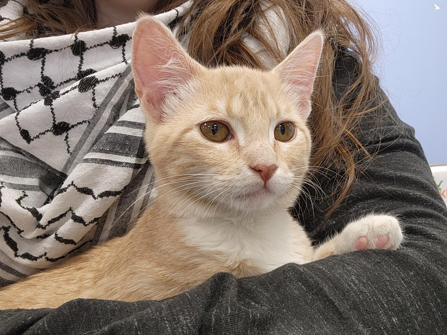Enlarge Maple, a Adoptable Domestic Short Hair in Mount Pleasant, TX image 4/4
