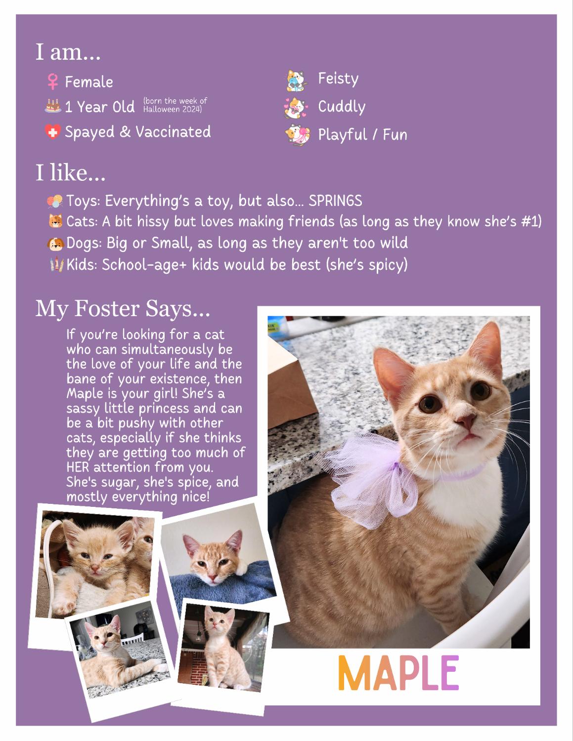 Enlarge Maple, a Adoptable Domestic Short Hair in Mount Pleasant, TX image 3/4