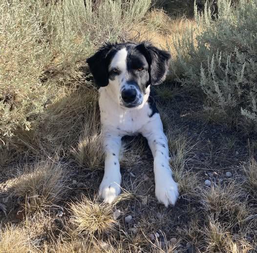 Rio, Adopted, Adult Female Border Collie.