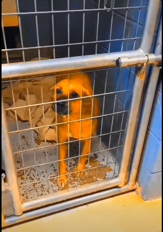 Enlarge Lacy, a Adoptable mixed breed in Attica, IN image 1/1