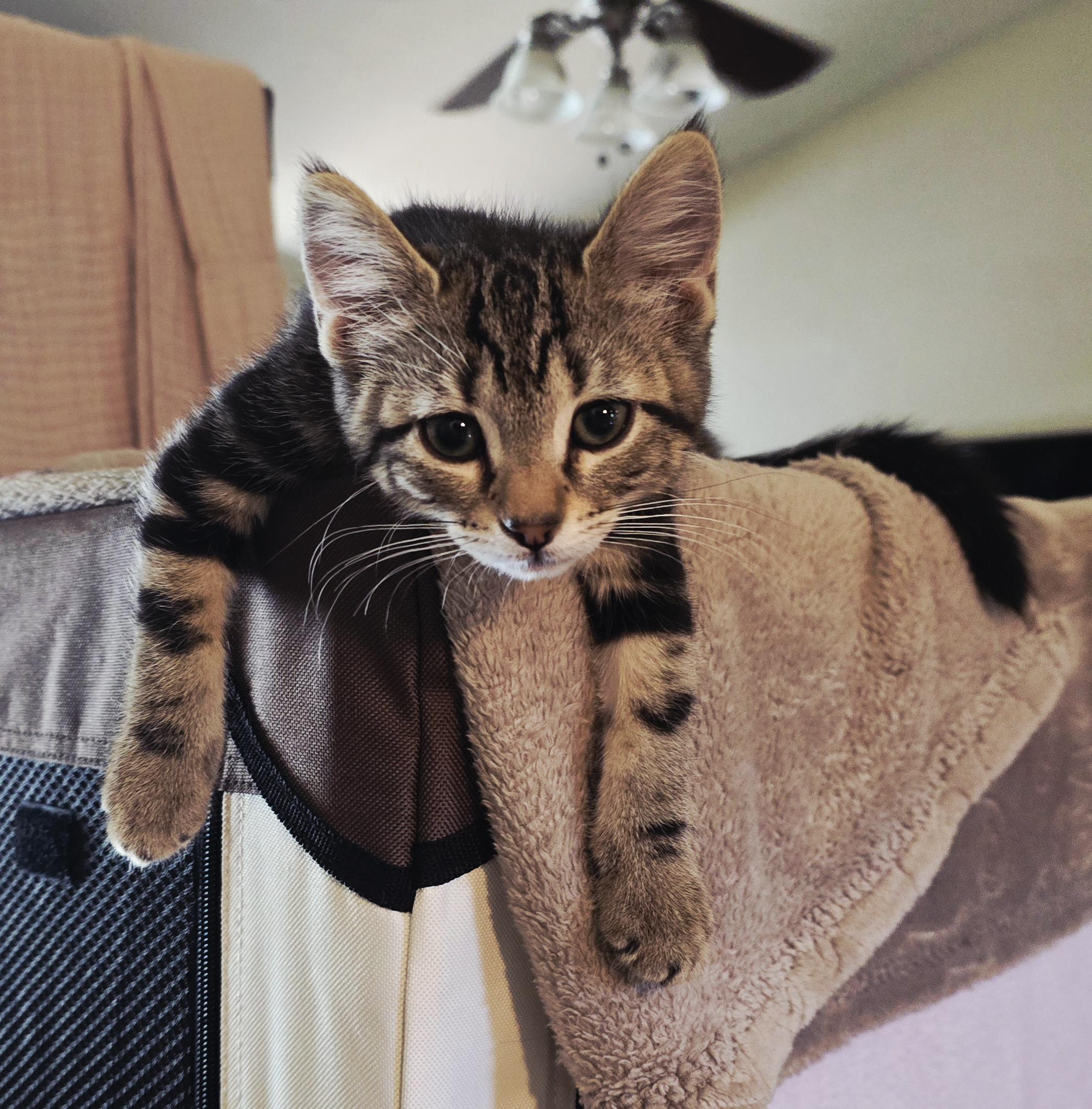 OPAL -  November ONLY 35% Off Adoption Fee, Adoptable, Young Female Tabby.