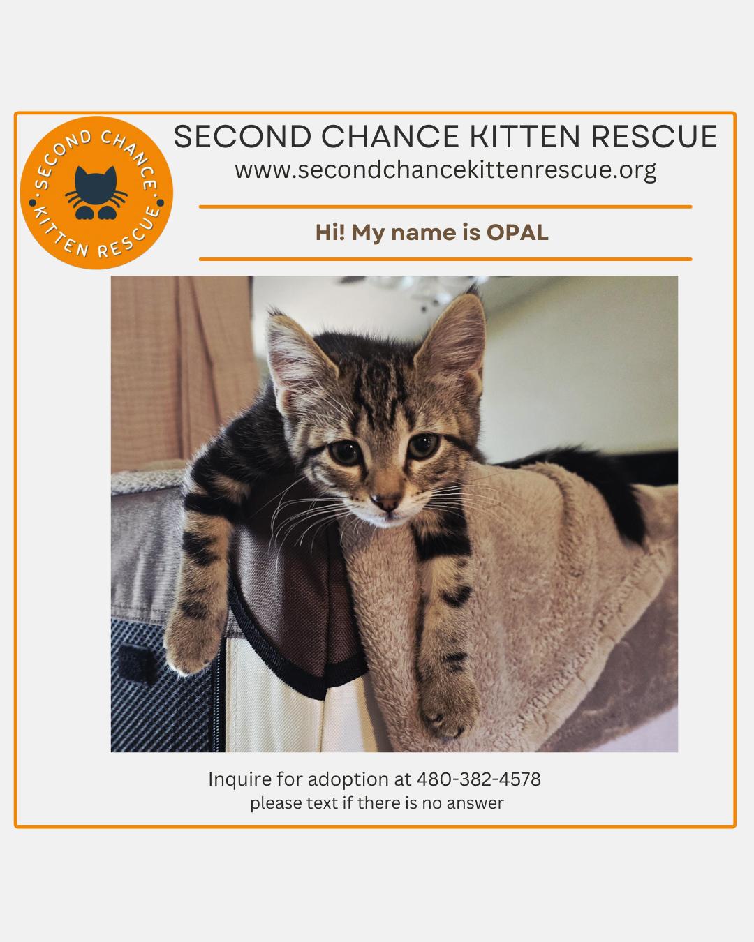 OPAL -   - 20% Off Adoption Fees for kittens 6 months and older - 25+ to choose from, Adoptable, Young Female Tabby.