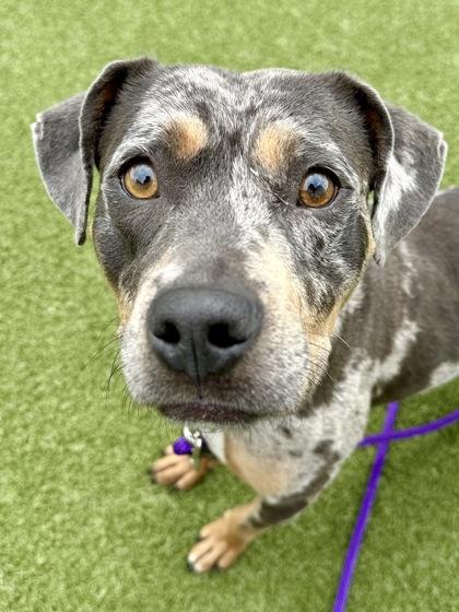 Stardew Valley, Adoptable, Adult Female Mixed Breed & Mixed Breed.