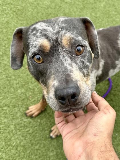 Stardew Valley, a Adoptable mixed breed in Wichita, KS image 2/3