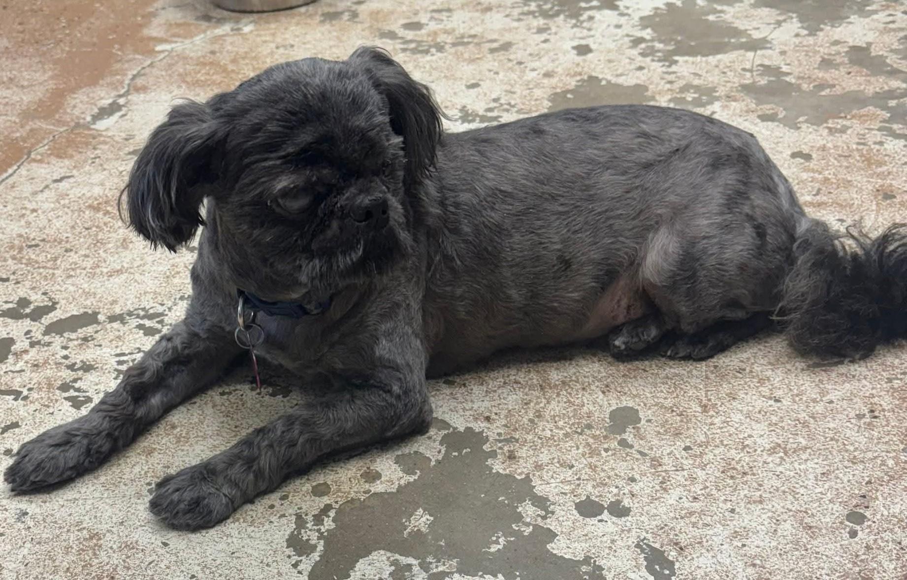 Enlarge BEAR, a Adoptable Shih Tzu in fort worth, TX image 1/1