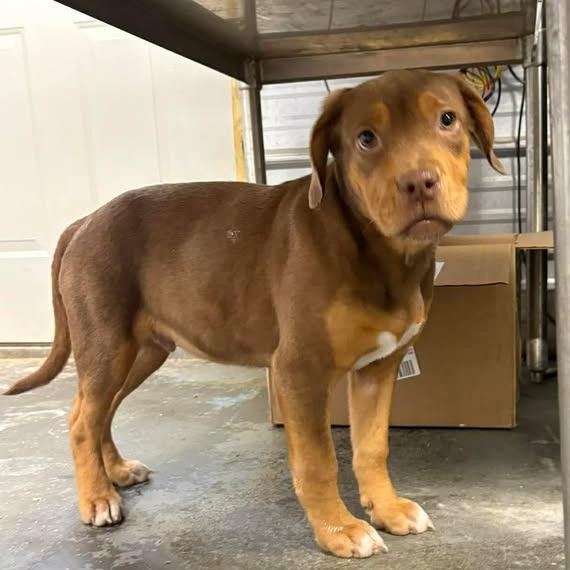 Nathan, ADOPTABLE, Puppy Male Labrador Retriever & Hound.