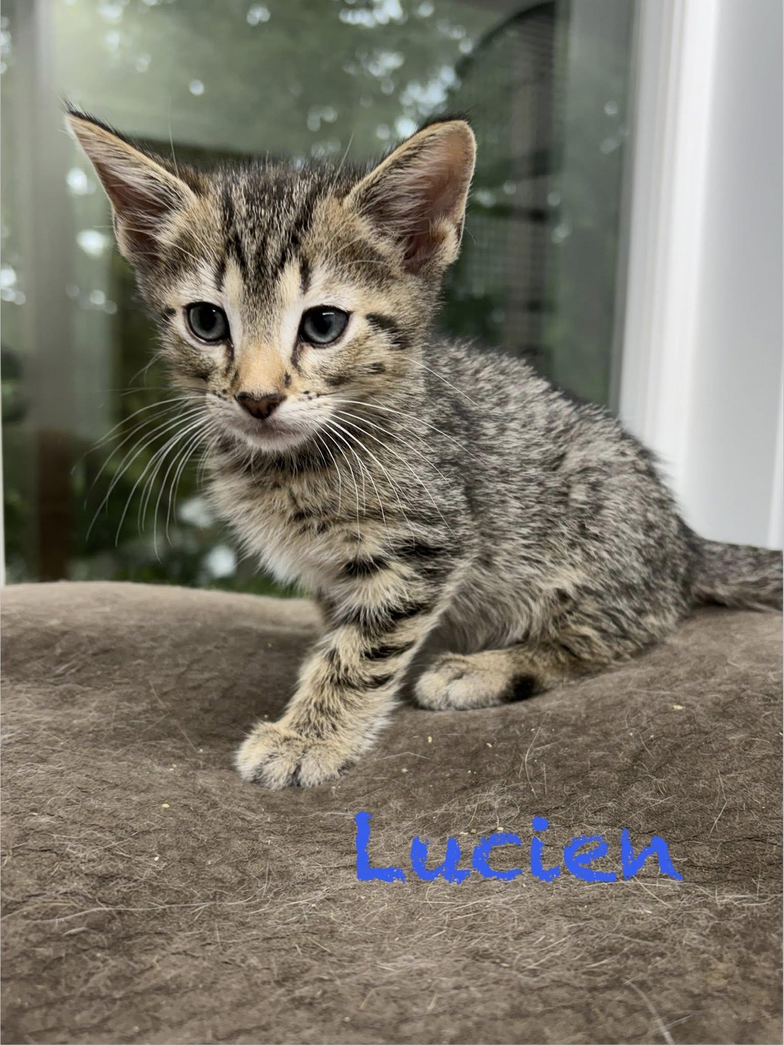 Lucien, a ADOPTABLE Tabby in Clarksville, TN image 2/3