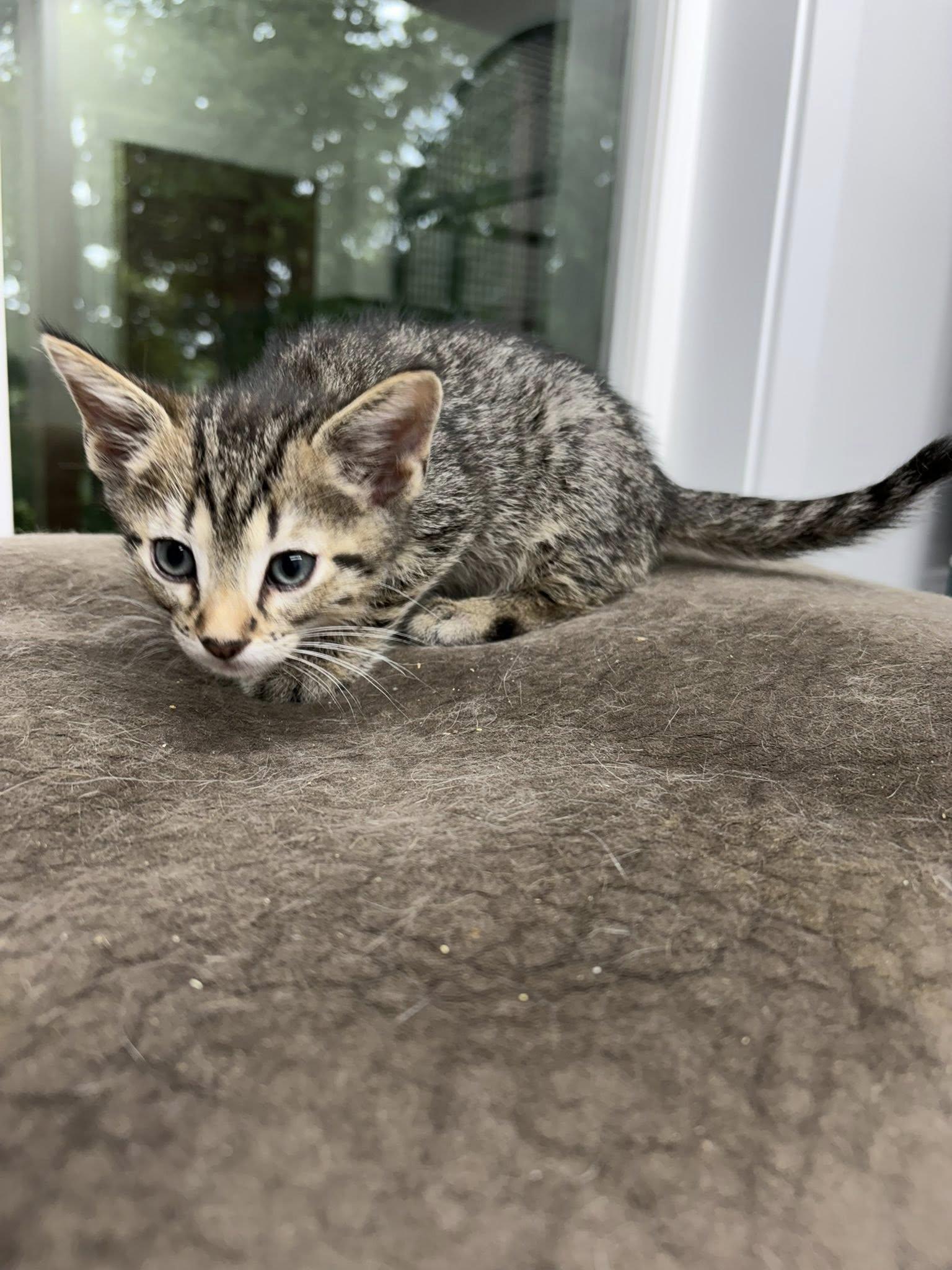 Lucien, a ADOPTABLE Tabby in Clarksville, TN image 3/3