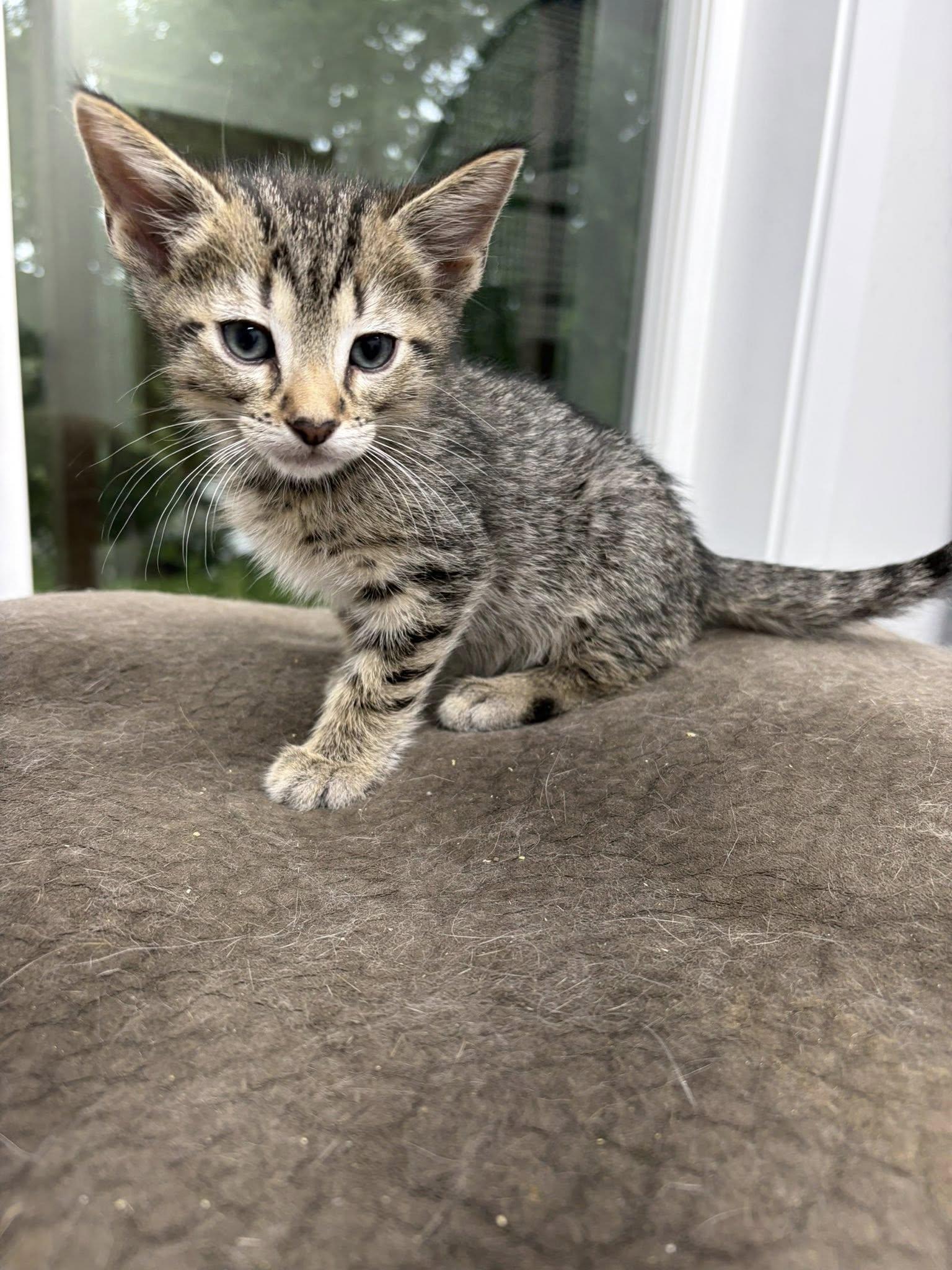 Lucien, a ADOPTABLE Tabby in Clarksville, TN image 1/3