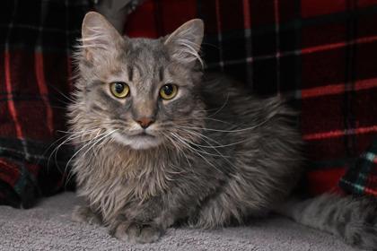 Waldo, Adoptable, Adult Male Domestic Long Hair & Domestic Short Hair.