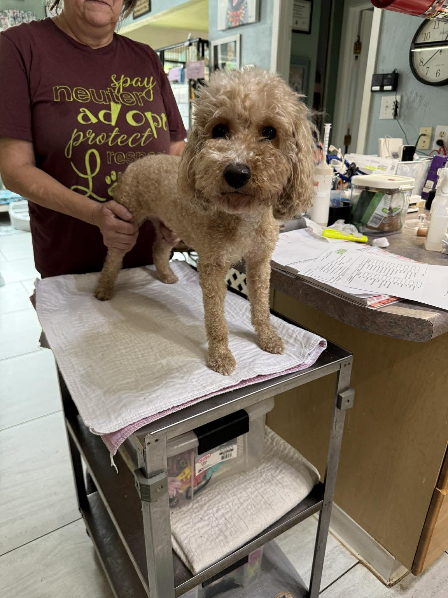 Chouteau (NOT YET AVAILABLE), Adoptable, Adult Female Cavalier King Charles Spaniel & Poodle.